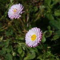 ディジーの咲く頃2