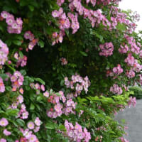 大きなロサ系の薔薇と、小さなかん太と真生