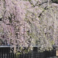 秋田の桜　　お気に入り　　　　～星空掲示板～