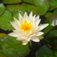 田原の棚田のスイレン