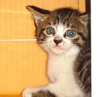 飢えてた子猫