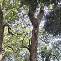 幕山の麓にある五郎神社のクスノキ