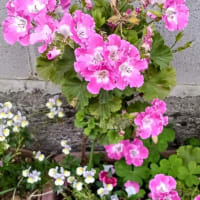 gooblog 3.900日目