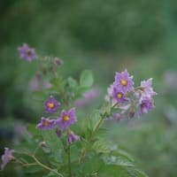 六月の花散歩
