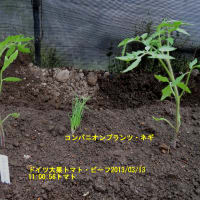 トマトの定植