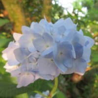 紫陽花「霧島の恵」　4