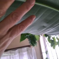 これはなんだと思いますか