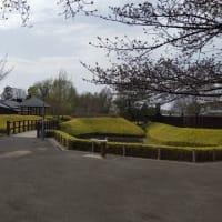 02-Apr-24　難波田城公園で花見のつもりも