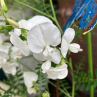 スワンの花と変わり咲きのカンパニュラ