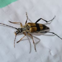フタスジハナカミキリ