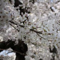 福岡市、桜満開～那珂川沿いの桜並木