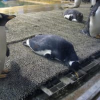 ペンギンの寝相