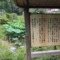 蓮の花は見ごろ　小山田神社と薬師池公園　