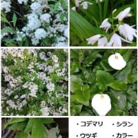 4月の白い花