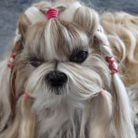 凛ちゃんの目も回復