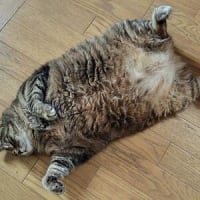 トラブル発生～っ＼(゜ロ＼)(／ロ゜)／