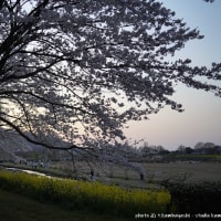 写真＃２４１