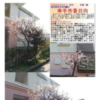 花巡り「梅－378」  幸手市香日向