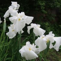 花菖蒲、雨に溶けそう