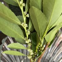 榊のお花