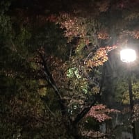 スルーして下さい。『懲りずに独り言をする』