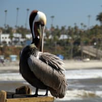 海外ウェディング　サンディエゴ