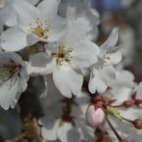 男衾桜