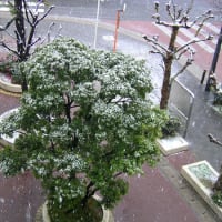 大晦日、大阪市内にも雪