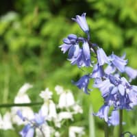 白・紫の花々