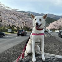 富士霊園でお花見