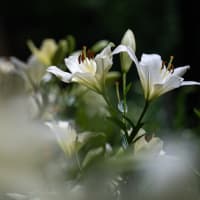 日比谷公園の百合