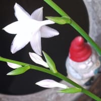水無月二十日大安JULIEday前日。blog七千日目の朝に擬宝珠開花