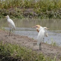 アマサギ