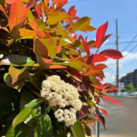 ツツジの花もアカメモチも