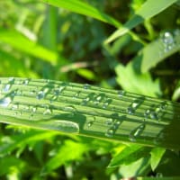 うお座について