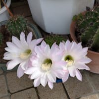 爽やかな朝