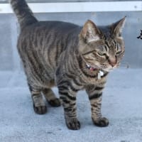 Ameba更新しました