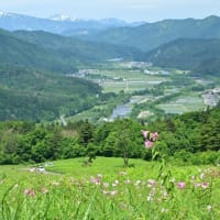 No.1,116　ひめさゆり見頃  !　南郷スキー場