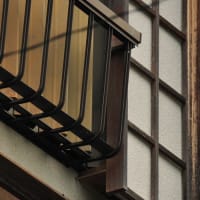 イソヒヨドリの事