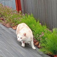 まさかの3days.