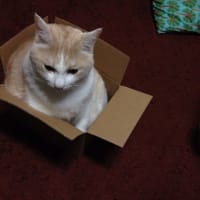 きみは…