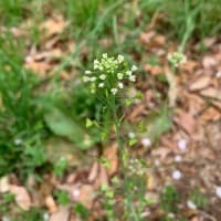 みらい局　写真館　春の野の花