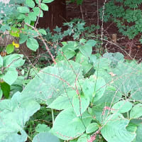 お花で一休み（185）　虫眼鏡がないとよく分からない花
