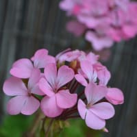 庭の花（5月24日）