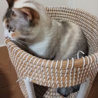 トラップ