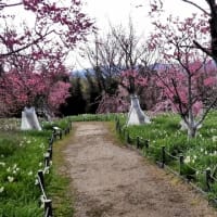 和泉リサイクル環境公園の梅と水仙（２０２５年３月８日）動画