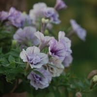 気になってたお花を撮りました