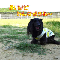 ホットドッグが　いっぱい