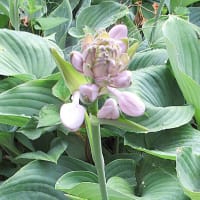 猛暑の日々は青と紫の花で涼む