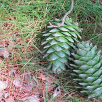 支笏湖野鳥の森＆苫小牧研究林の鳥たち